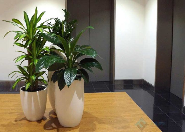 Best Office Plants Plants In The Office Future Fitouts   Indoor Plant 768x551 